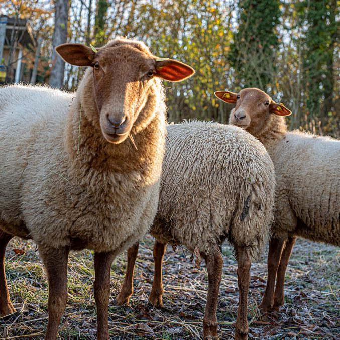 Zwei Coburger Fuchs Schafe sehen in die Kamera