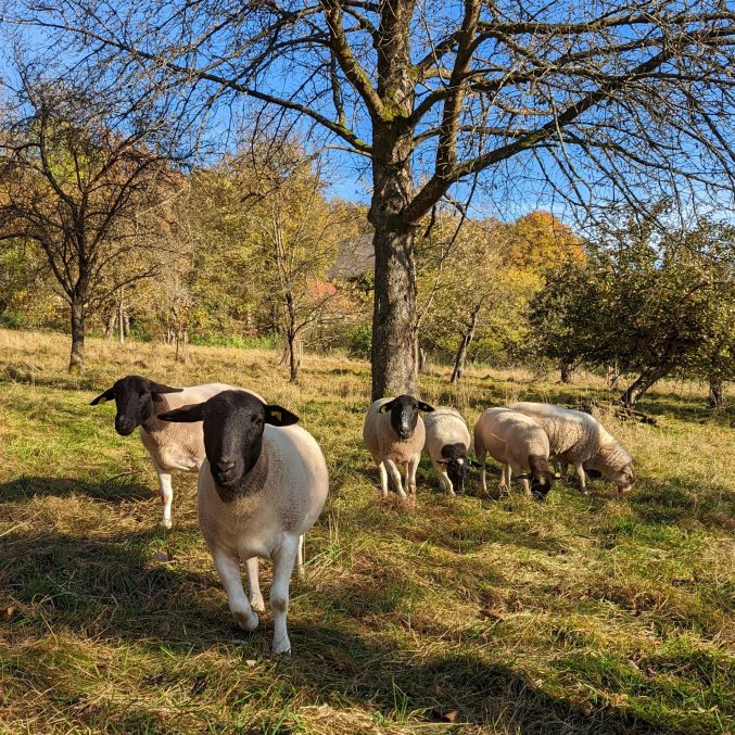 Dorper Schafe auf Steuobstwiese